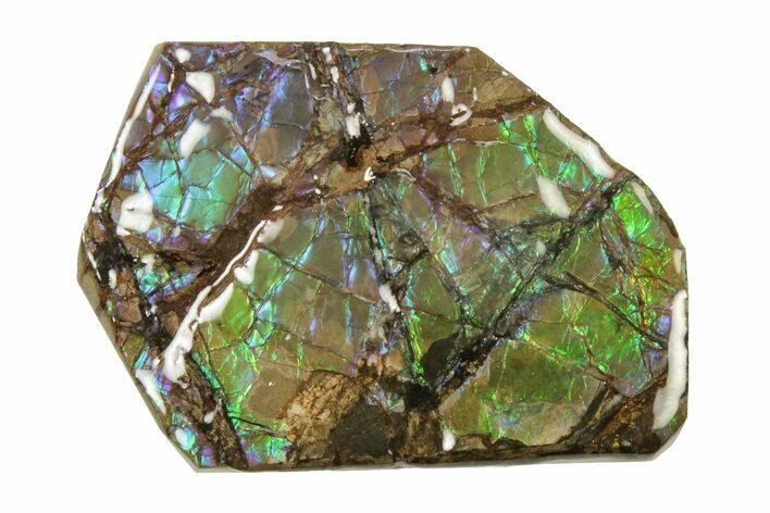 Blue/Purple/Green Ammolite (Fossil Ammonite Shell) - Alberta #242933